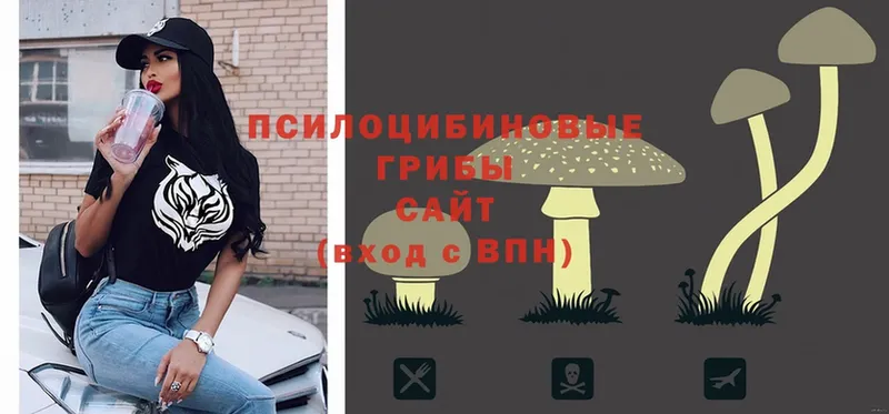 Псилоцибиновые грибы MAGIC MUSHROOMS  купить  цена  Россошь 