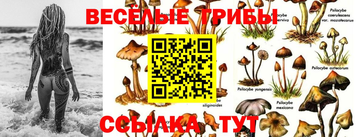 Галлюциногенные грибы Psilocybine cubensis Россошь